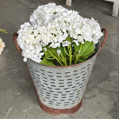 White Hydrangea Stem