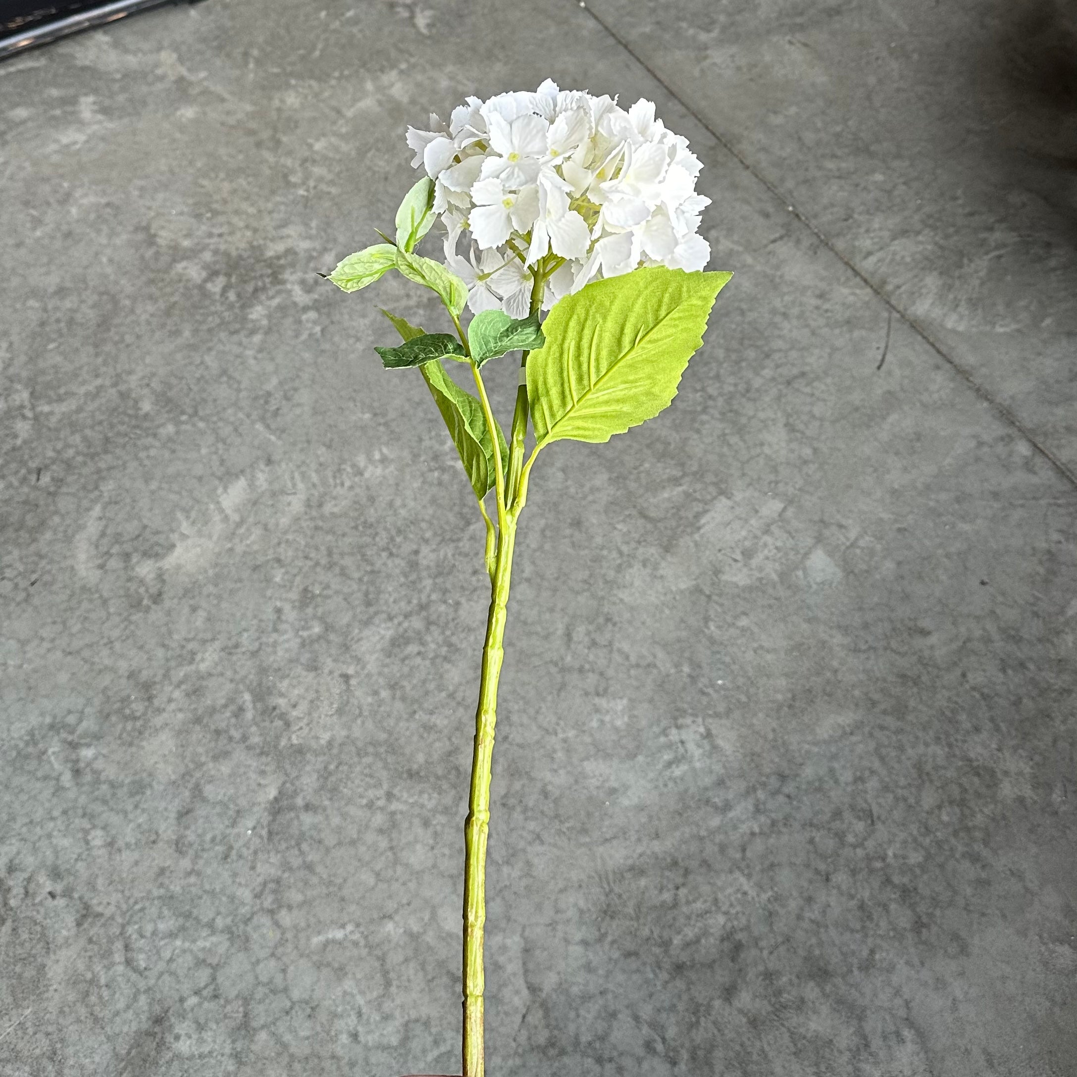 White Hydrangea Stem