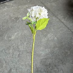 White Hydrangea Stem