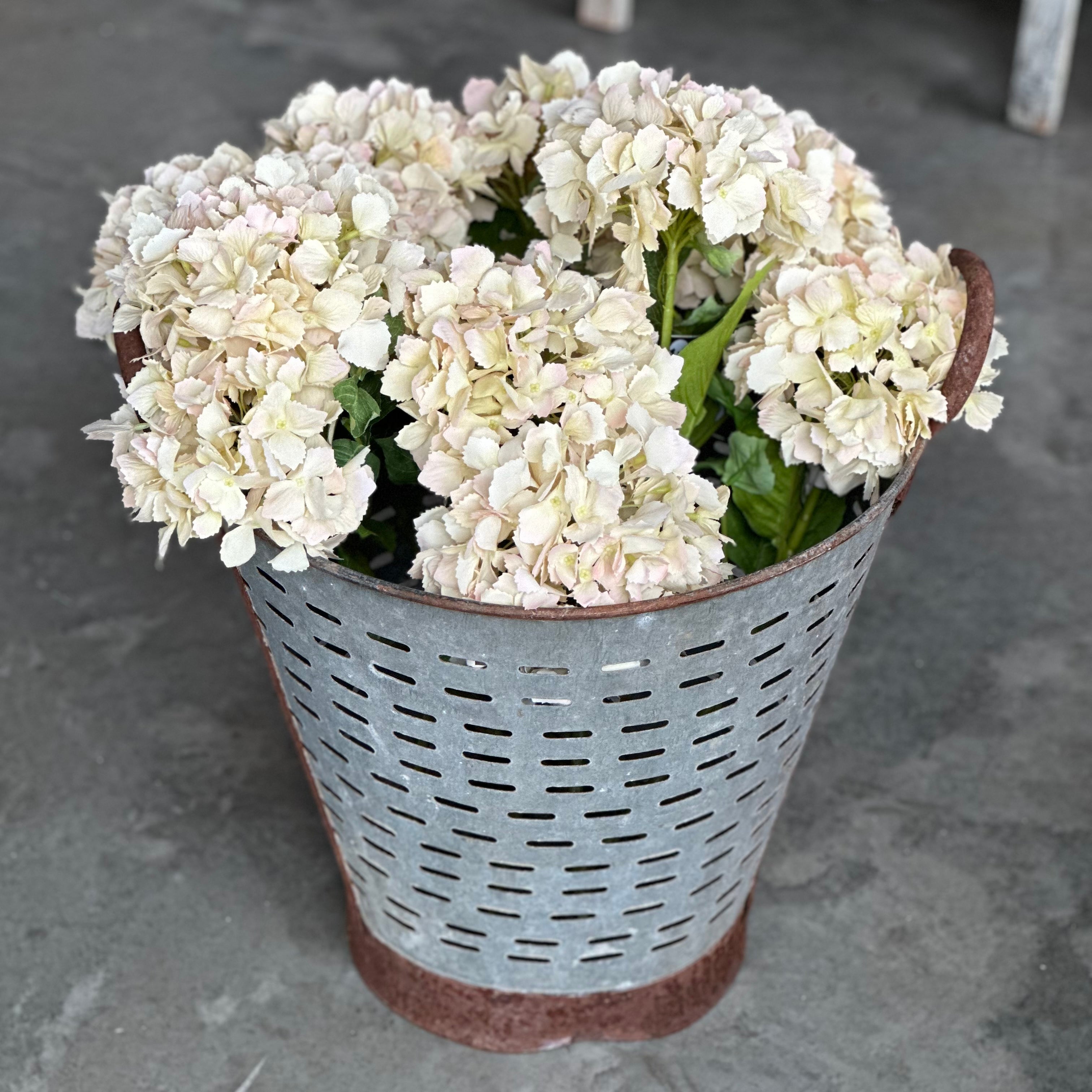 Beige Hydrangea Stem