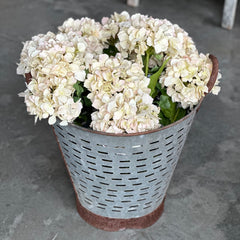 Beige Hydrangea Stem