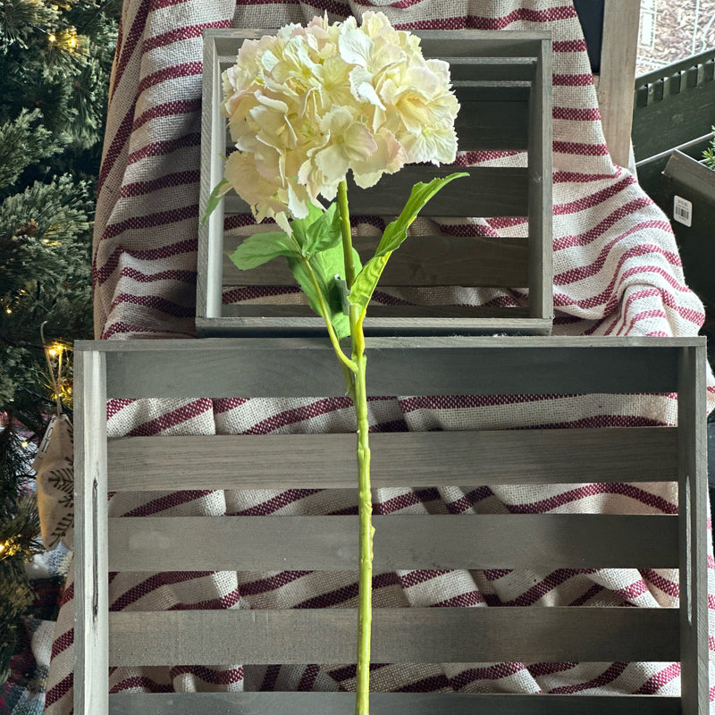 Beige Hydrangea Stem