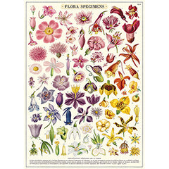 Vintage Floral & Botanical Posters