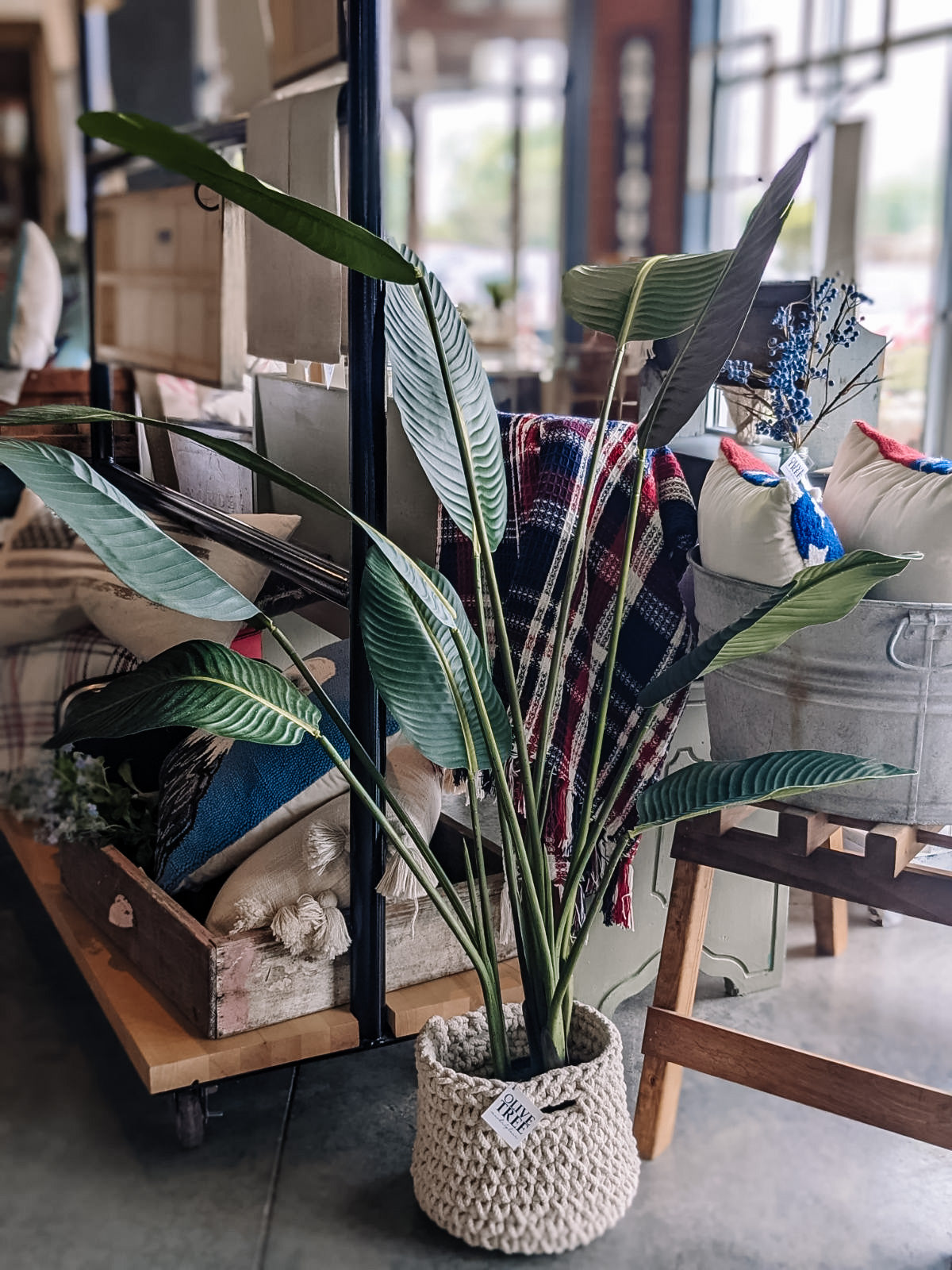 Bird of Paradise Tree