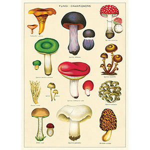 Vintage Floral & Botanical Posters