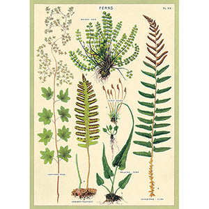 Vintage Floral & Botanical Posters