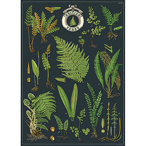 Vintage Floral & Botanical Posters