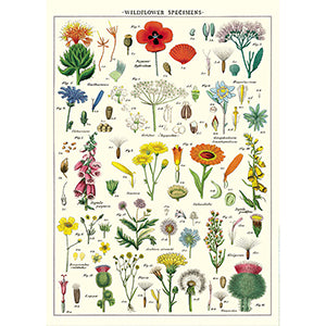 Vintage Floral & Botanical Posters