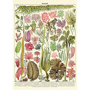 Vintage Floral & Botanical Posters