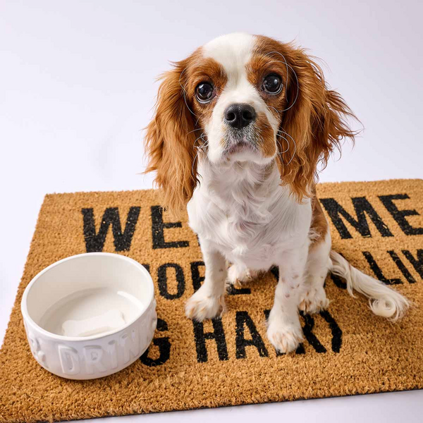 Dinner & Drink Dog Bowl Set