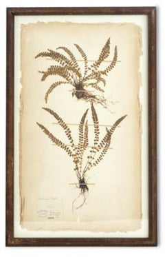 Dried Fern Prints