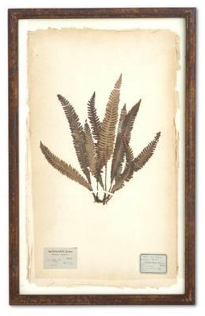 Dried Fern Prints