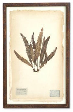 Dried Fern Prints