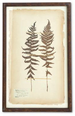 Dried Fern Prints