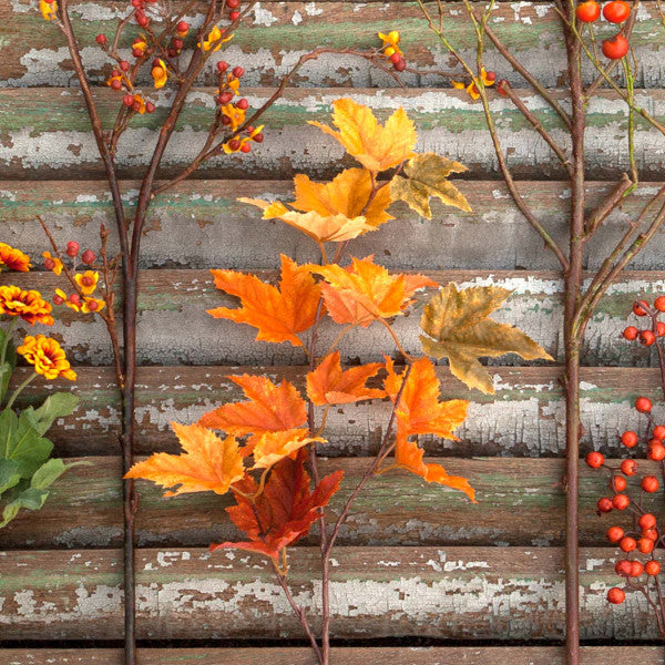 Sugar Maple Stem