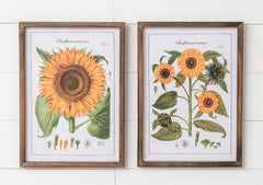 Sunflower Botanical Framed Prints