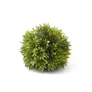 Podocarpus Ball