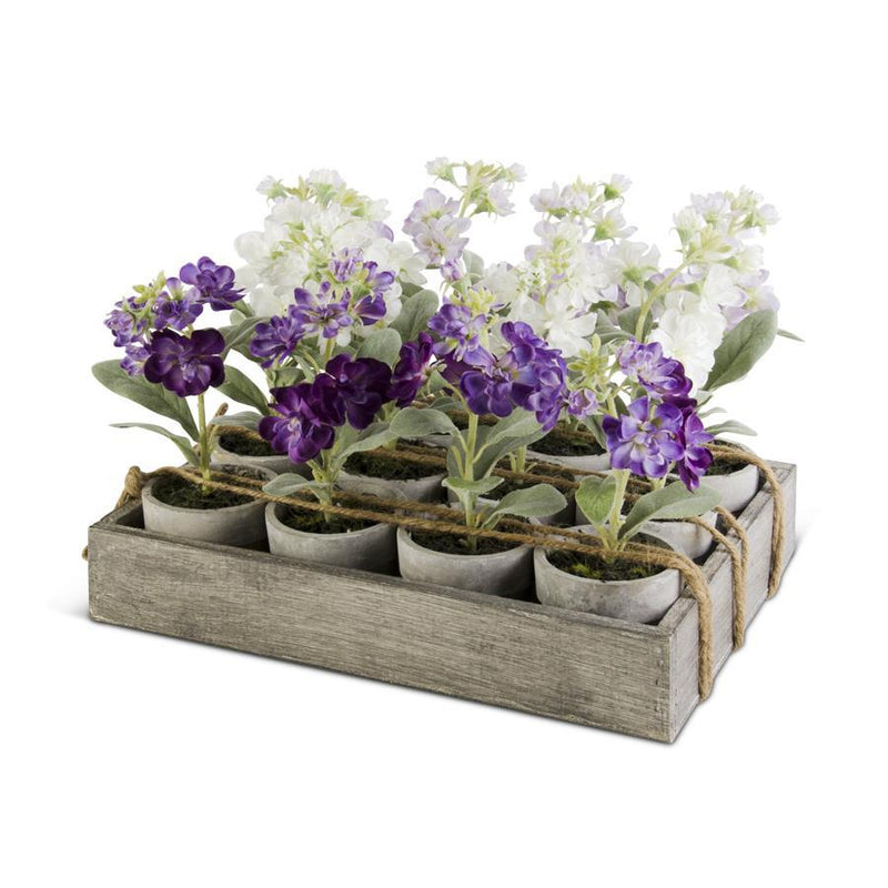 Assorted Potted Delphiniums