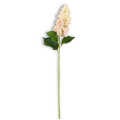 Cone Hydrangea Stem