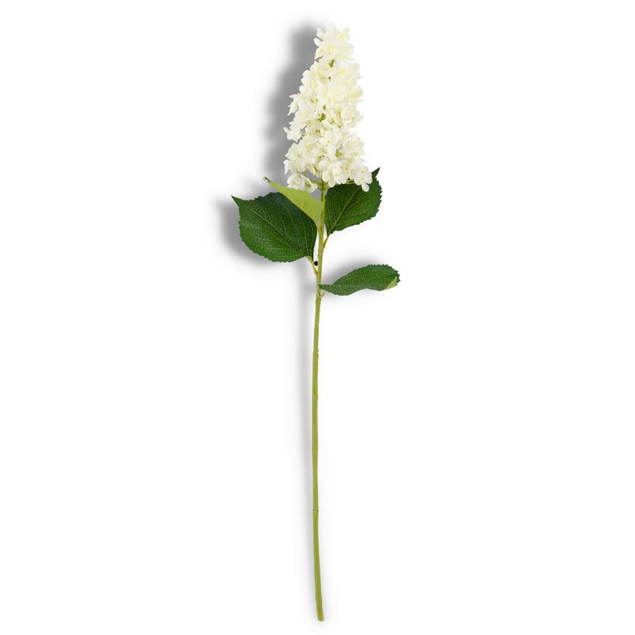 Cone Hydrangea Stem