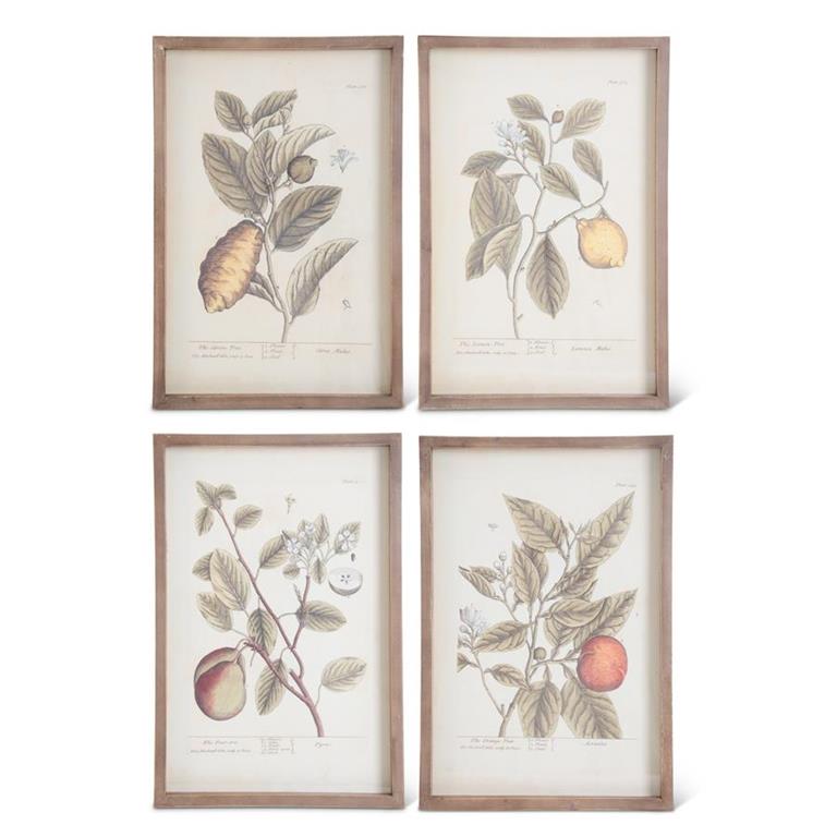 Wood Framed Fruit Prints