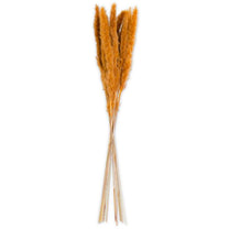 Orange Pampas Grass Bundle
