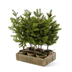 Potted Pine Trees