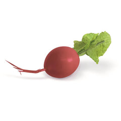 Red Radish - 3.5" Inch