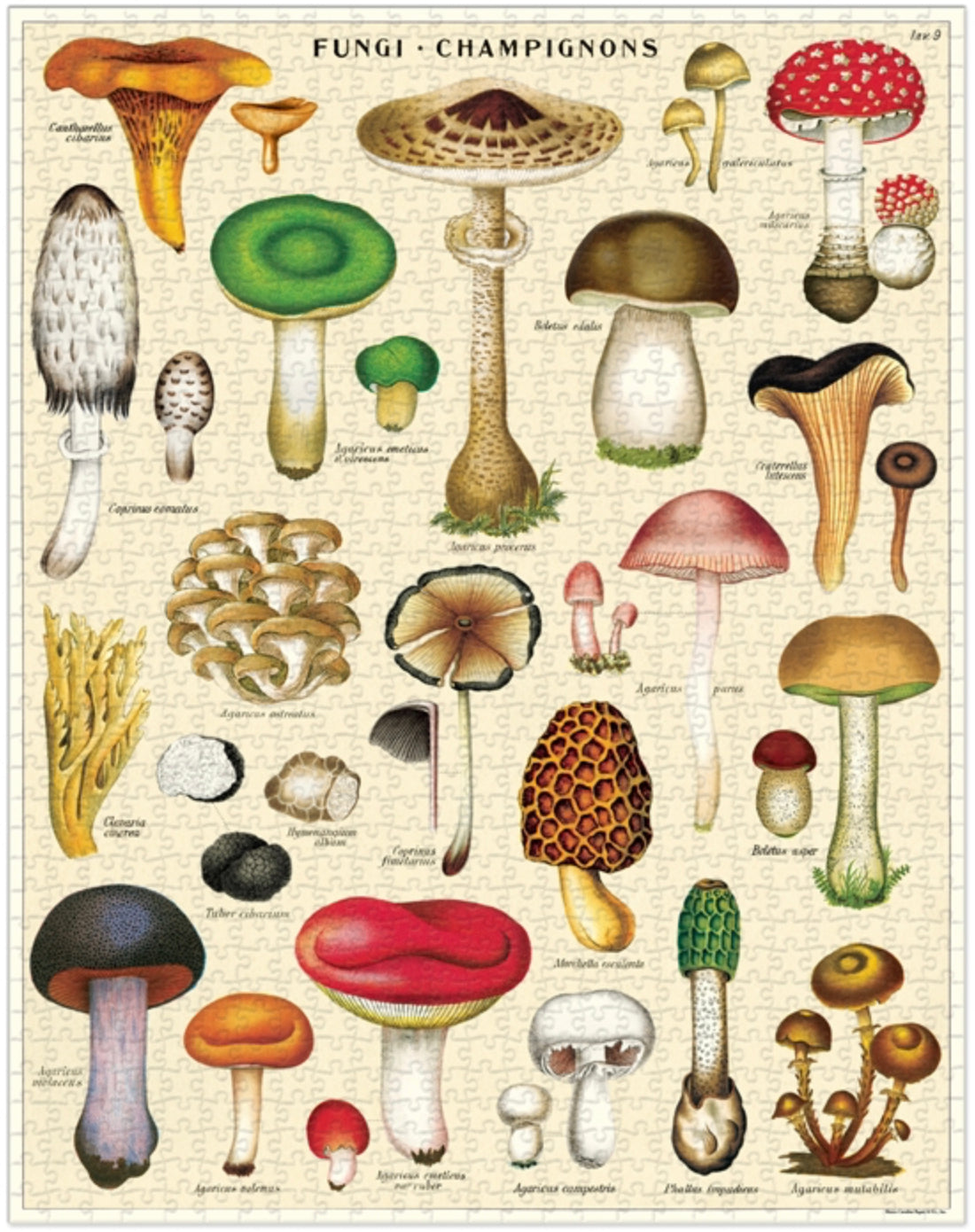 Vintage Puzzles - 1000 pieces