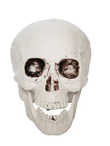 Decorative Skull