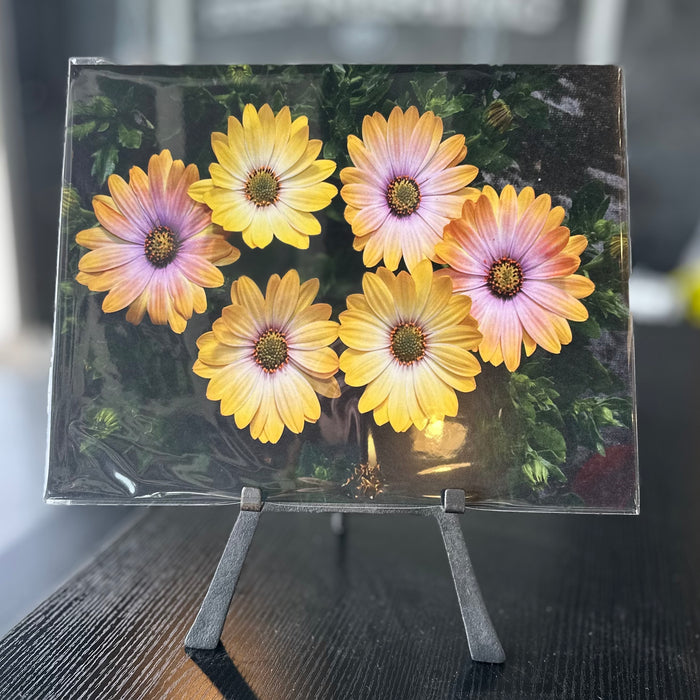 Portraits of the Season