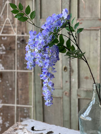 Waterfall Wisteria