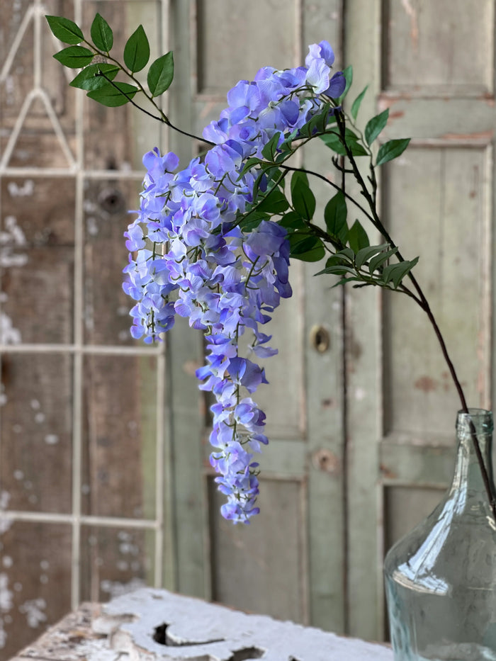 Waterfall Wisteria