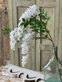 Waterfall Wisteria