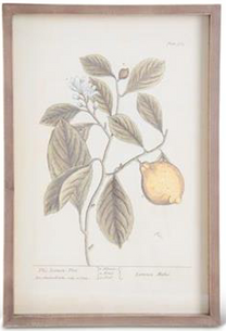 Wood Framed Fruit Prints