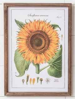 Sunflower Botanical Framed Prints