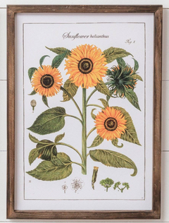 Sunflower Botanical Framed Prints