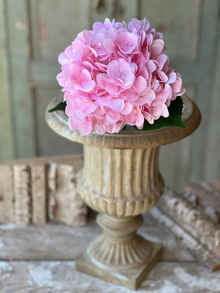 Cameo Hydrangea