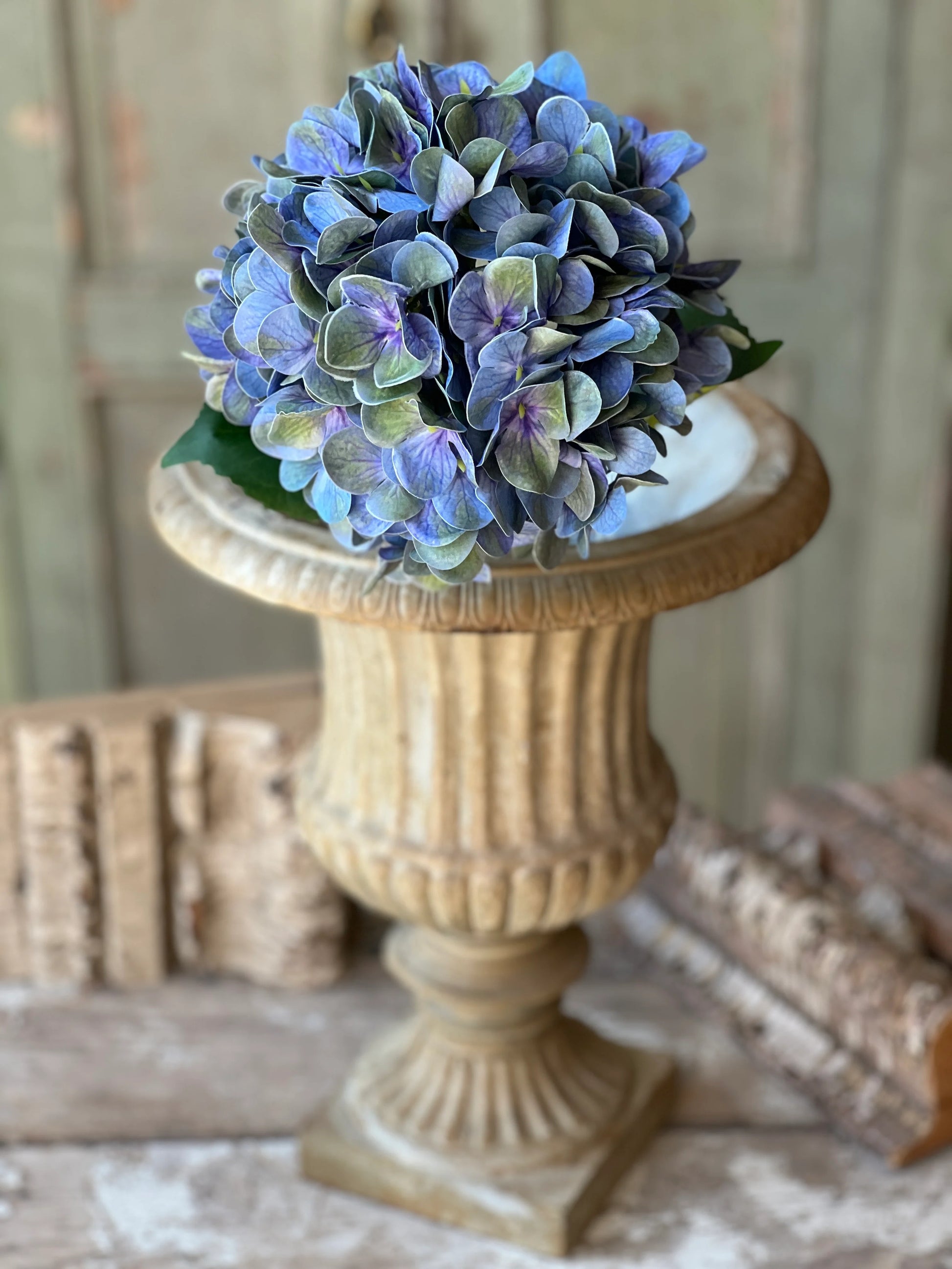 Cameo Hydrangea