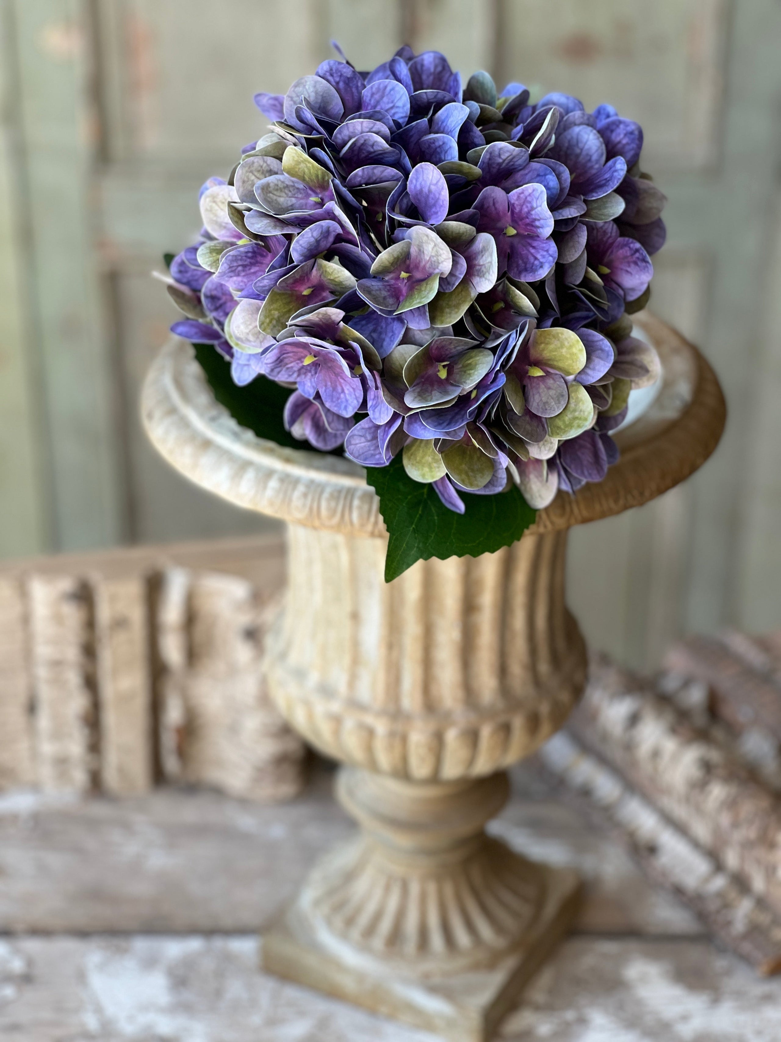 Cameo Hydrangea