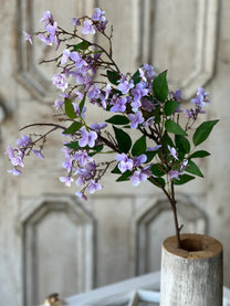 Canterbury Hydrangea