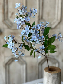 Canterbury Hydrangea