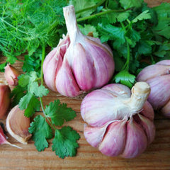 Garlic Cilantro - White Balsamic Vinegar