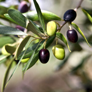 Greek Koroneiki - Extra Virgin Olive Oil