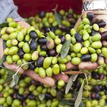 Tunisian (House Blend) - Extra Virgin Olive Oil