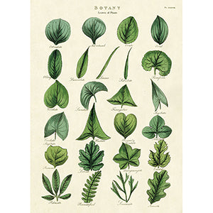Vintage Floral &amp; Botanical Posters