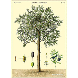 Vintage Floral &amp; Botanical Posters