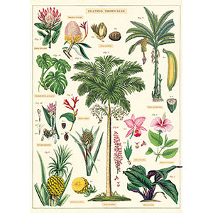Vintage Floral &amp; Botanical Posters