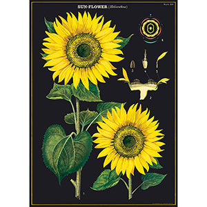 Vintage Floral &amp; Botanical Posters