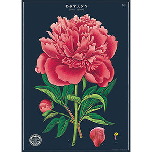 Vintage Floral &amp; Botanical Posters